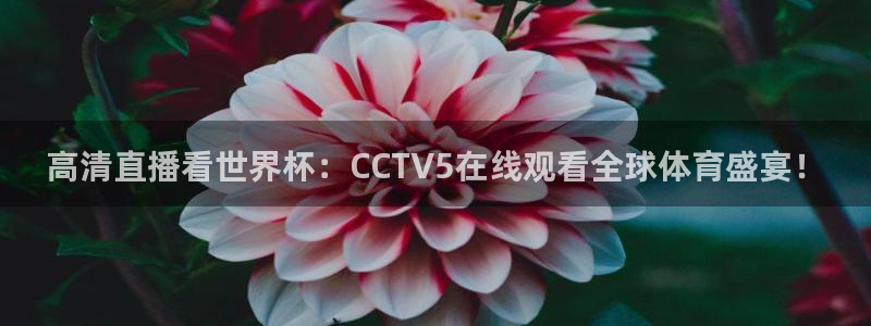 2026世界杯预选赛:高清直播看世界杯:CCTV5在线观看全球体育盛宴!